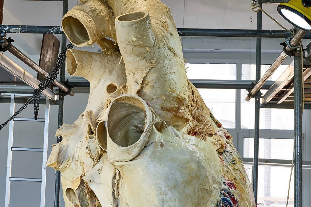 whale’s heart is 640 times more than that of a human heart.