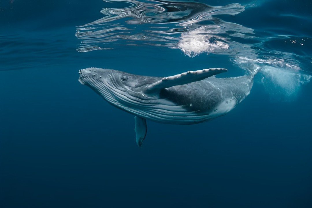 The length of a large blue whale is around 30 meters