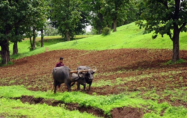 Agriculture Adivasi in rajasthan
