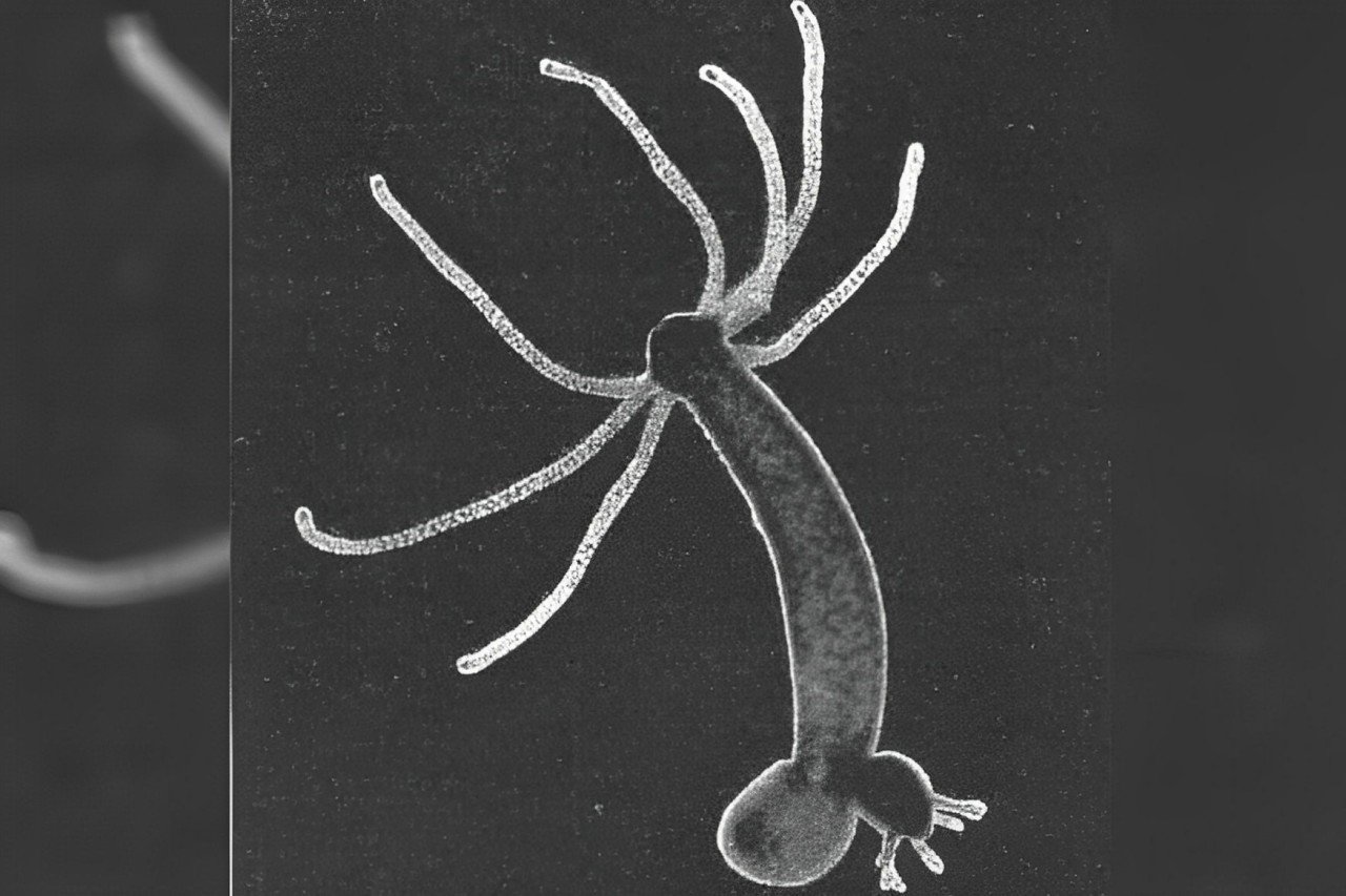 the life of hydra living in fresh water
