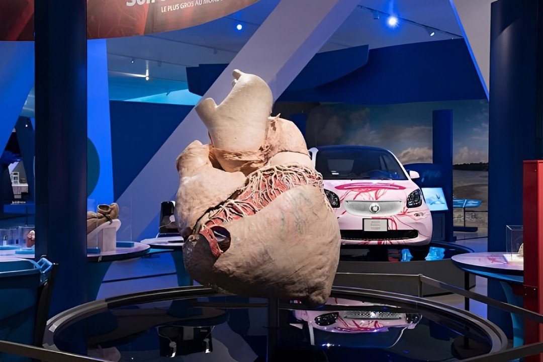 one heart of the blue whale is kept in the Royal Ontario Museum in Toronto, Canada