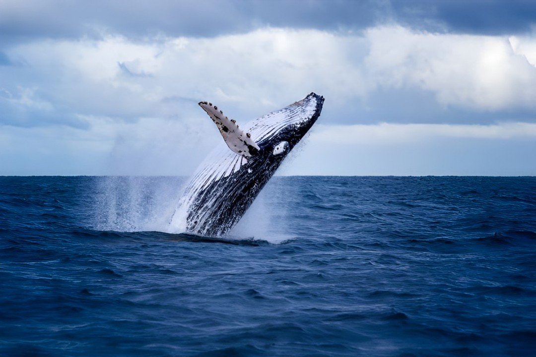 The whale’s weight is generally believed to be 40,000 pounds